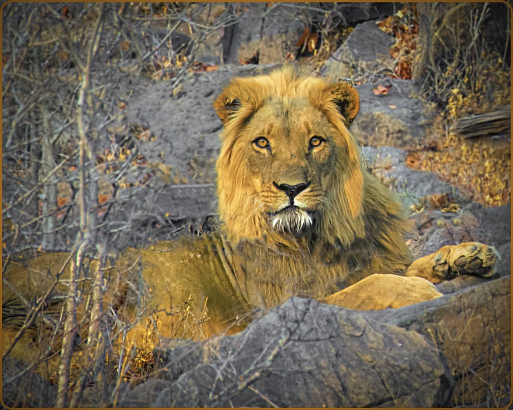 Portrait Of A King - Barbara Tricarico